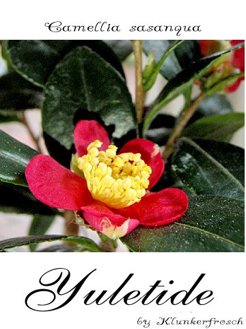 Yuletide