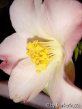 Camellia japonica Tear Drops