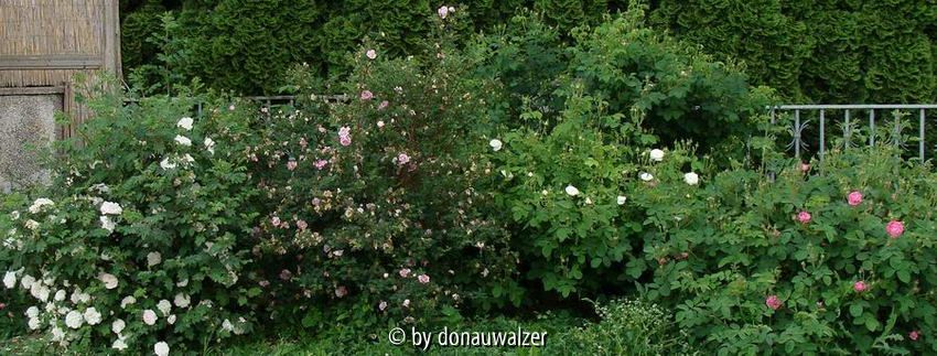 Rosengruppe