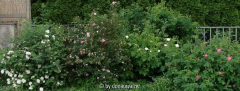 Rosengruppe