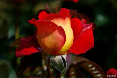 Rosa Gypsy 1 27-07-2008