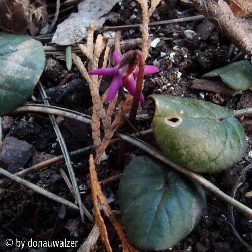 Cyc. coum Rubrum-090215