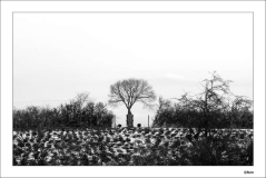 [galerie pid=44083]