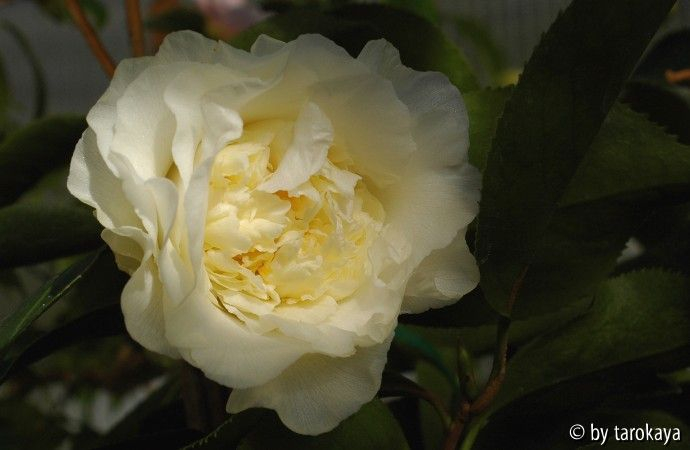 elegans champagne
