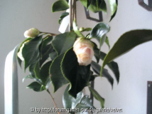 Elegans Splendor