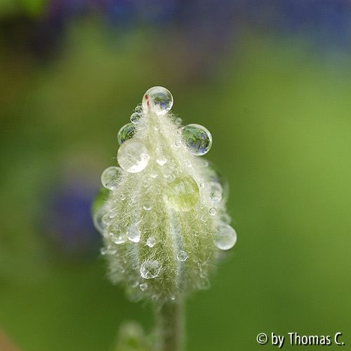 Clematis Piilu - Knospe mit Tropfen