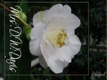 Mrs.D.W.Davis
