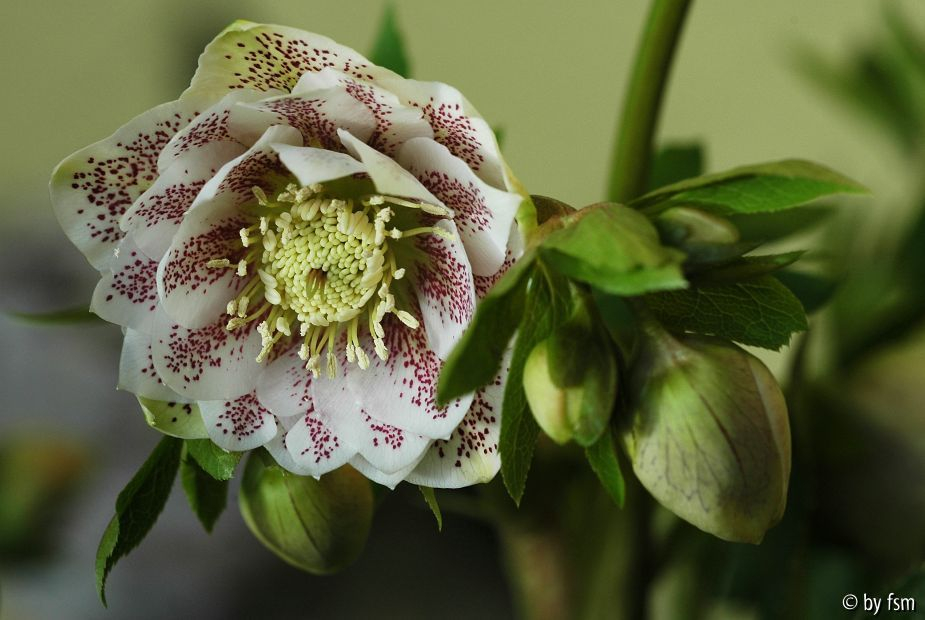 Helleborus Cinderella 1 18-02-2009