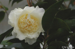 elegans champagne 2/09