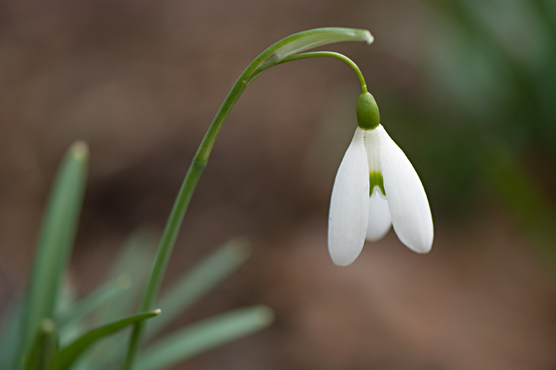 Galanthus ´Magnet´
