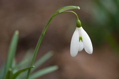 Galanthus ´Magnet´