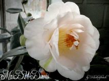 Mrs.D.W.Davis