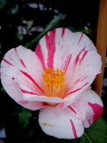 Tricolor Blüte