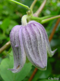 Clematis fusca var violacea