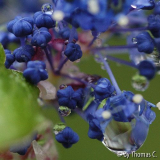 Säckelblumen-Blüten mit Tropfen