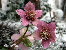 HelleborusIMG_3224jpg.jpg