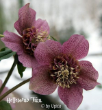 HelleborusIMG_3223jpg.jpg