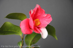 Kurume Shokko