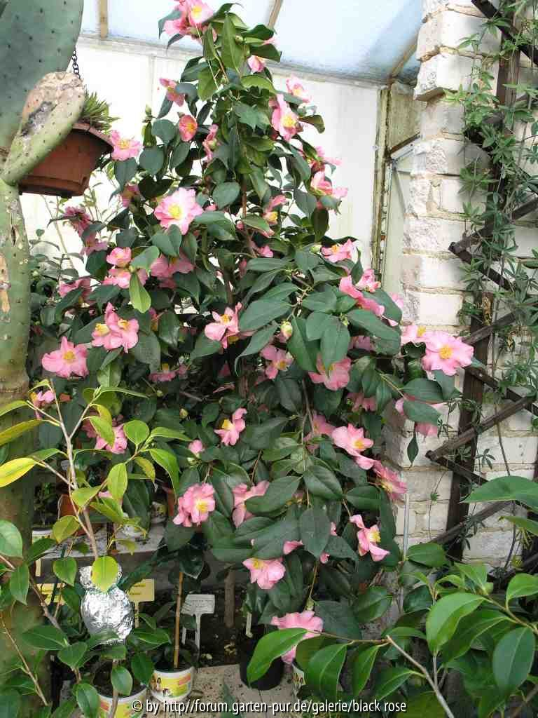 Camellia hyb. Margot 09