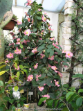 Camellia hyb. Margot 09