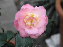 Camellia japonica Littel Michael09
