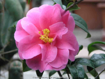 Camellia Hyb. Inspiration 09