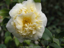 Camellia japonica Gwenneth Morey 09