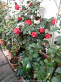 Camellia japonica G.D: Eisenhauer Pfl. 0