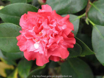 Camellia japonica G.D: Eisenhauer 09