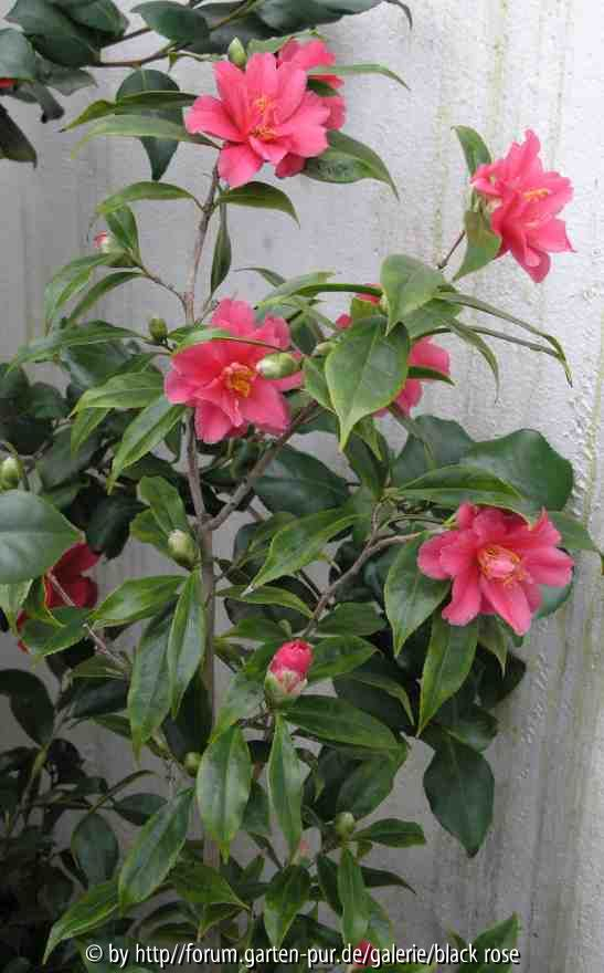 Camellia japonica Fukkurin Ikkyu 09