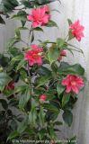 Camellia japonica Fukkurin Ikkyu 09