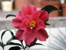 Camellia japonica Freedom Bell 09