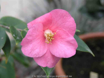 camellia hyb.Cornish Spring 09