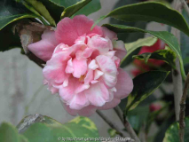 Camellia Japonica Colombo2 09