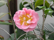 Camellia japonica Califormia 09