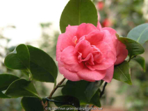 Camellia japonica Anemoniflora ? 09
