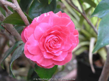 Camellia japonica Orondako 09