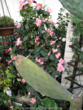Camellia hyb. Margot Pfl. 209