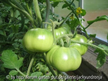 Marmande grün