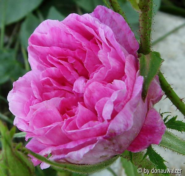 wer bin ich 2- öffnende Blüte