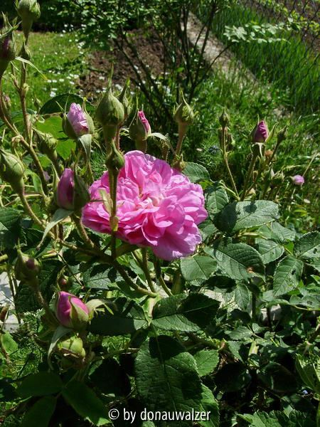wer bin ich 2 - Blüten und Knospen