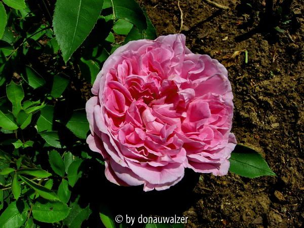 wer bin ich 2 - offene Blüte