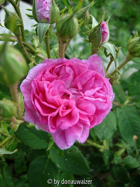 wer bin ich 2 - Blüte wuschelig