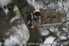 Buntspecht