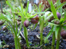 Helleborus croaticus I
