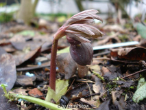 Helleborus purpurascens