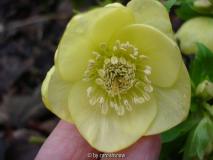 Helleborus x hybridus 