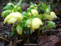 Helleborus x hybridus 