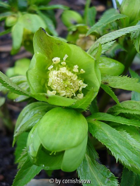 Helleborus viridis