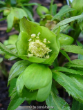 Helleborus viridis